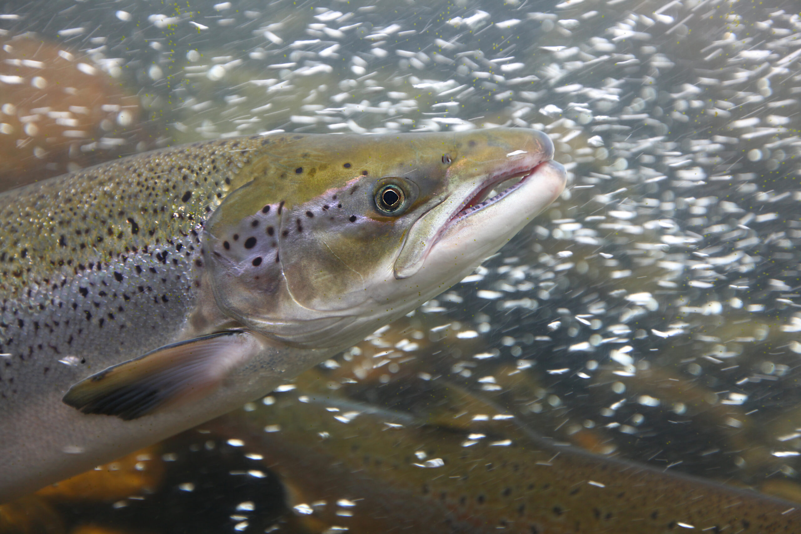 Salmon fish in the water, close-up